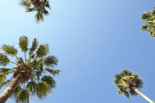 Vista Dal Basso Esotiche Palme Cocco Californiane Con Grandi Foglie — Foto Stock