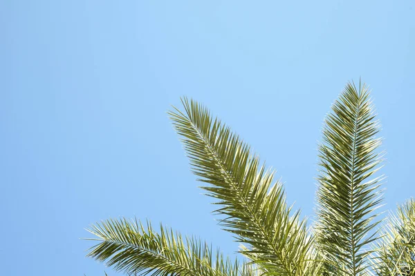 Fehér Kék Háttér Kaliforniai Egzotikus Kókusz Pálmafák Nagy Leveleket Csíkokra — Stock Fotó
