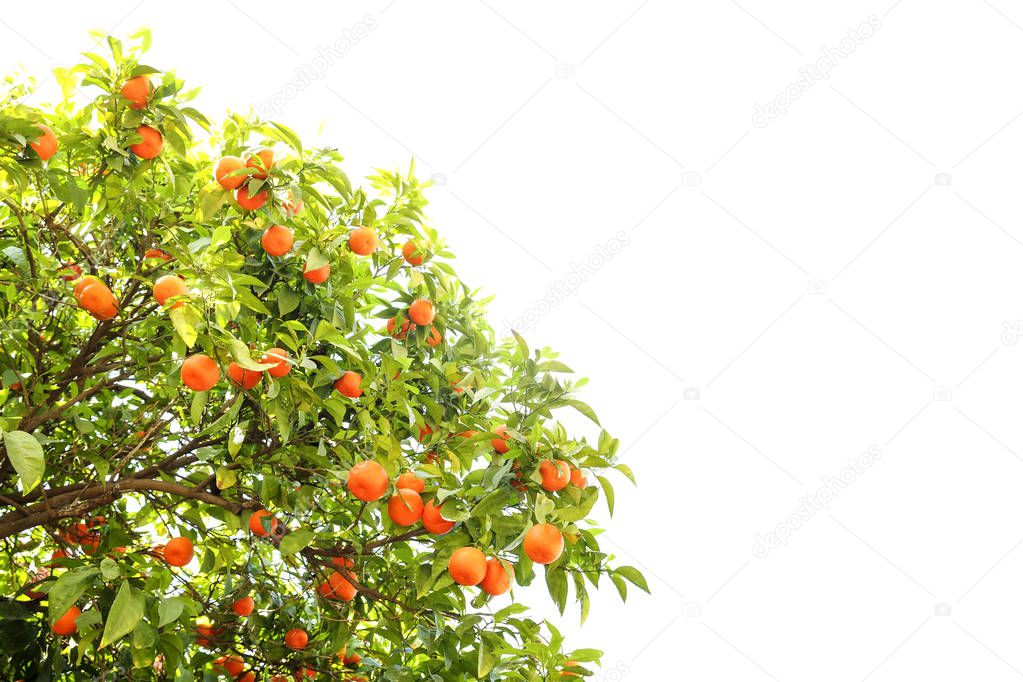 Close up of ripe organic multiple orange fruits on tree branch in local produce farm garden. Tangerine plantation growing cultivating yard, many trees full of fruitage harvest in sun light. Background