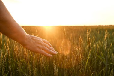 Yakın kadar tahıl Başak, dokunmadan kadın eli buğday kulak büyük yetiştirme alanı, yumuşak turuncu günbatımı hafif, açık gökyüzü, ufuk, Güneş filtresi, green card çekilişine etkisi parlama. Arka plan, kopya alanı, üstten görünüm.