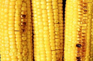 Kırpılan makro çekim üç corncobs Barbekü ateşe ızgara. Sarı Mısır koçanı tohum desen kavrulmuş parçaları ile. Temiz yemek alışkanlıkları kavramı. Arka plan, görünümü top, yakın çekim, yat, alanı Kopyala.