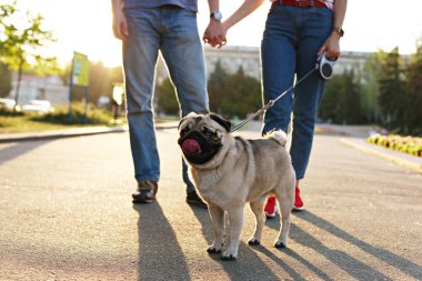 Komik köpek pug çift sahipleri ayakları beton kaldırım üzerinde yakın katta Park'ta oturuyor. Kadın ve erkek yürüyen genç saf ırk safkan köpek üstünde kira kontratı, gün batımı ışık. Arka plan, kopya alanı, yakın çekim.