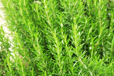 Yeşil biberiye bitki Bush yerel üretim çiftliğinin bahçesinde kapatın. Baharat için kullanılan sağlıklı besleyici Vejeteryan vegan gıda taze kesilmemiş ham Yeşiller. Arka plan, kopya alanı, üstten görünüm.