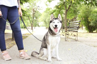 Onun şirin tüylü Sibirya husky köpek şehir sokaklarda yürüyen genç güzel curvy kadın. Erkek kot ve beyaz pamuklu bluz komik hayvan dil yapışkanlık dışarı ile. Arka plan, kopya alanı, yakın çekim