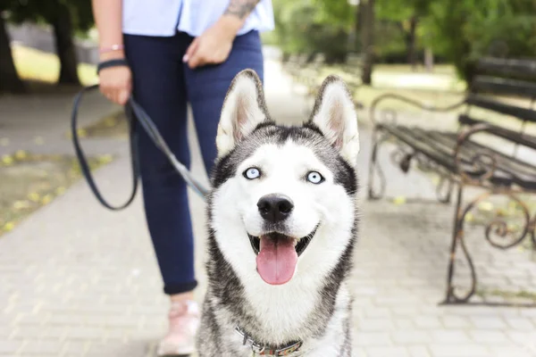 Young beautiful curvy woman walking her cute furry siberian husky dog on city streets. Female in blue jeans and white cotton blouse with funny pet sticking tongue out. Background, copy space, close up