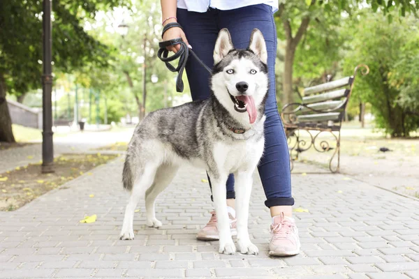 Onun şirin tüylü Sibirya husky köpek şehir sokaklarda yürüyen genç güzel curvy kadın. Erkek kot ve beyaz pamuklu bluz komik hayvan dil yapışkanlık dışarı ile. Arka plan, kopya alanı, yakın çekim