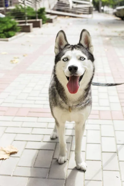 Komik Sibirya Husky Köpek Sivri Kulaklı Uzun Dil Yürüyüşe Çıkmış — Stok fotoğraf