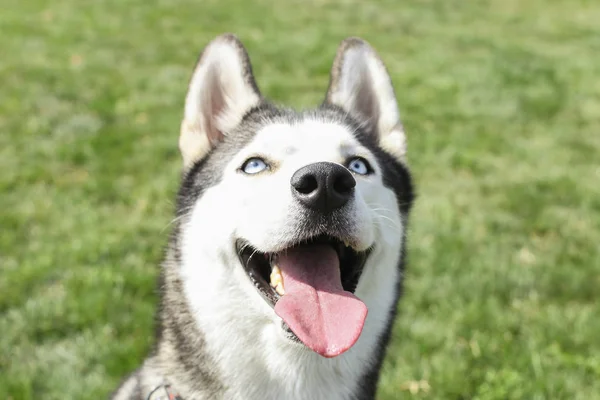 Lustiger Sibirischer Husky Hund Mit Spitzen Ohren Und Langer Zunge — Stockfoto