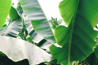 Grup büyük yeşil muz ışığında egzotik palmiye ağacının beyaz zemin üzerine bırakır. Tropikal bitki yaprakları görünür doku ile. Kirliliği ücretsiz simgesi. Yakın çekim, alanı Kopyala.