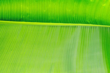 Yeşil palmiye yaprağı çizgi yapısı yüzey, doku görüntü seçici odak ile makro çekim. Egzotik palmiye ağaç bitki yaprakları. Kirliliği ücretsiz doğa sembol. Arka plan, kopya alanı, yakın çekim.