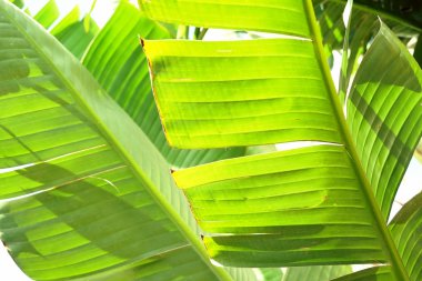 Grup büyük yeşil muz ışığında egzotik palmiye ağacının beyaz zemin üzerine bırakır. Tropikal bitki yaprakları görünür doku ile. Kirliliği ücretsiz simgesi. Yakın çekim, alanı Kopyala.