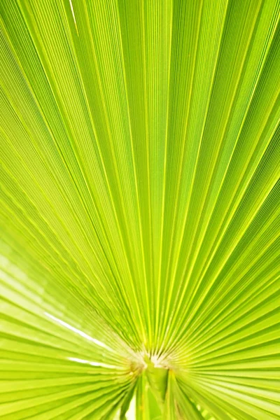Przycięte Strzał Makro Zielony Cukru Dłoń Drzewo Liść Strip Świetle — Zdjęcie stockowe