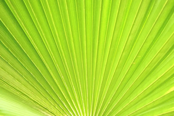 Przycięte Strzał Makro Zielony Cukru Dłoń Drzewo Liść Strip Świetle — Zdjęcie stockowe