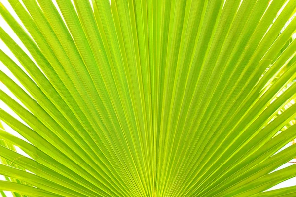 Cropped Macro Shot Green Sugar Palm Leaf Strip Sun Light — Photo