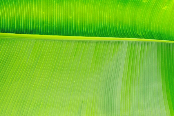 Makro Pchnięciu Zielonych Palm Leaf Smuga Struktury Powierzchni Obraz Tekstury — Zdjęcie stockowe