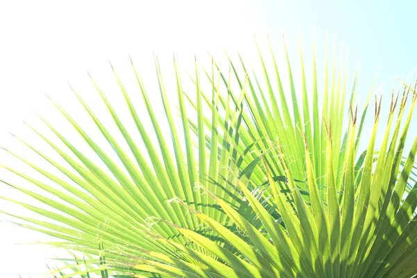 Vágott Zöld Sugar Palm Levél Szalag Napfény Makro Lövés Meztelen — Stock Fotó