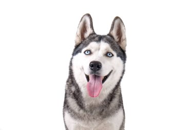 Genç güzel komik husky köpek ile onun dil beyaz izole arka plan üzerinde oturan portresi. Güler yüz yerli saf yetiştirilen köpek sivri kulaklı. Yakın çekim, alanı Kopyala.