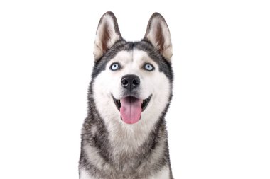 Genç güzel komik husky köpek ile onun dil beyaz izole arka plan üzerinde oturan portresi. Güler yüz yerli saf yetiştirilen köpek sivri kulaklı. Yakın çekim, alanı Kopyala.