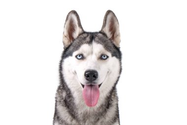 Genç güzel komik husky köpek ile onun dil beyaz izole arka plan üzerinde oturan portresi. Güler yüz yerli saf yetiştirilen köpek sivri kulaklı. Yakın çekim, alanı Kopyala.