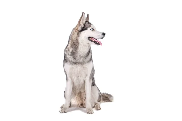Πορτραίτο Του Νεαρή Όμορφη Αστεία Σκυλιά Husky Κάθεται Γλώσσα Έξω — Φωτογραφία Αρχείου
