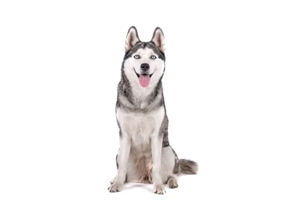 Porträt Eines Jungen Lustigen Husky Hundes Der Mit Seiner Zunge — Stockfoto
