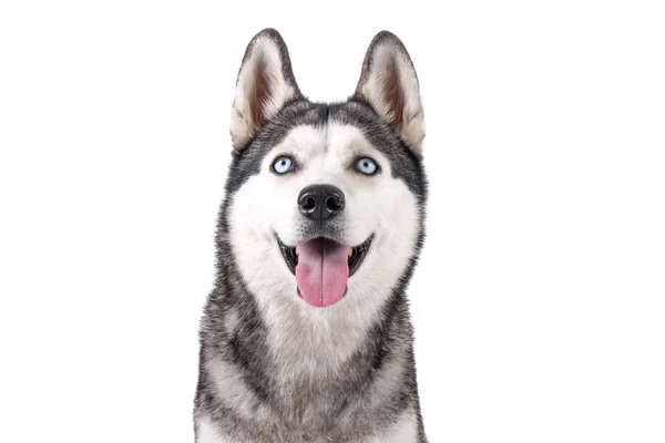Porträt Eines Jungen Lustigen Husky Hundes Der Mit Seiner Zunge — Stockfoto