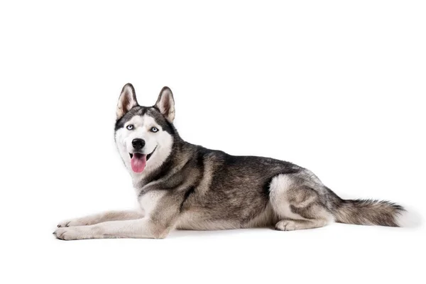 Porträt Eines Jungen Lustigen Husky Hundes Der Mit Seiner Zunge — Stockfoto