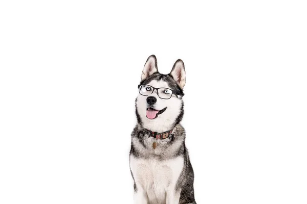 Smart Dog Concept Portrait Young Beautiful Funny Husky Sitting Tongue — Stock Photo, Image