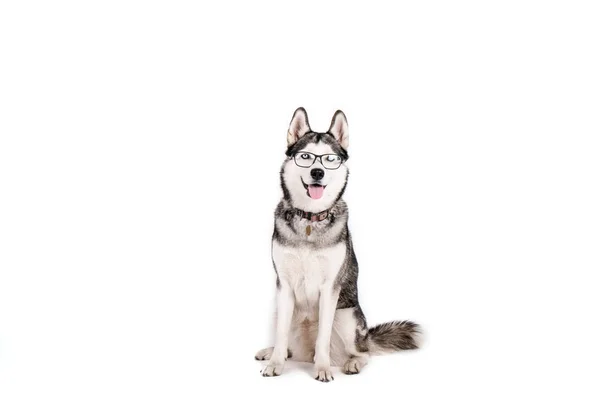 Smart Dog Konzept Porträt Eines Jungen Schönen Lustigen Huskys Der — Stockfoto
