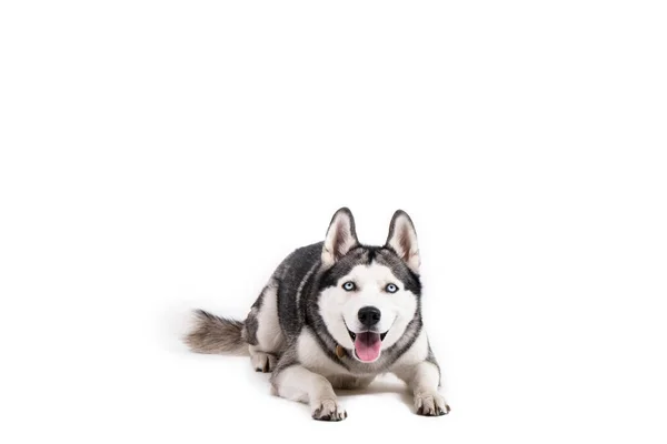 Retrato Joven Hermoso Perro Husky Divertido Sentado Con Lengua Hacia —  Fotos de Stock