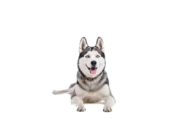 Portret Młodego Piękne Śmieszne Husky Pies Siedzi Jego Język Białym — Zdjęcie stockowe