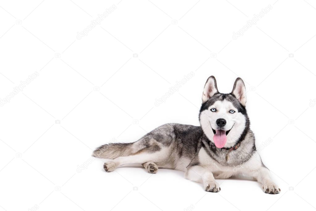 Portrait of young beautiful funny husky dog sitting with its tongue out on white isolated background. Smiling face of domestic pure bred dog with pointy ears. Close up, copy space.