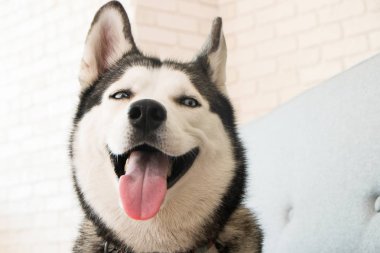 Genç güzel komik husky köpek evde gri Tekstil koltukta oturan portresi. Güler yüz yerli saf yetiştirilen köpek sivri kulaklı. Stil tuğla duvar arka plan çatı, yakın çekim, alanı Kopyala.