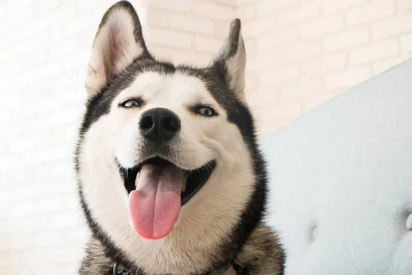 Porträt Eines Jungen Lustigen Husky Hundes Der Hause Auf Einem — Stockfoto