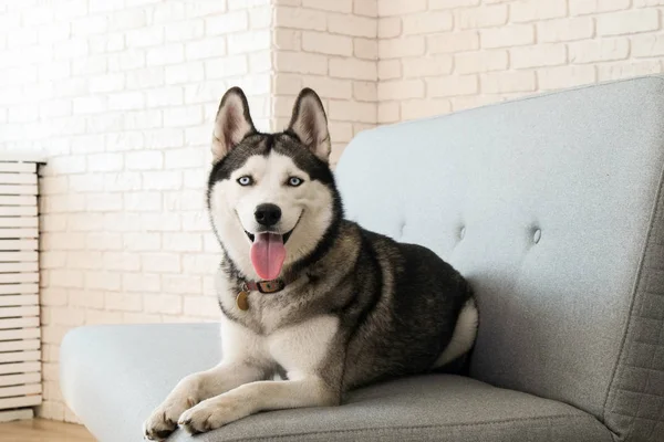 Genç güzel komik husky köpek evde gri Tekstil koltukta oturan portresi. Güler yüz yerli saf yetiştirilen köpek sivri kulaklı. Stil tuğla duvar arka plan çatı, yakın çekim, alanı Kopyala.