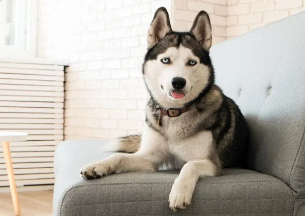 Genç güzel komik husky köpek evde gri Tekstil koltukta oturan portresi. Güler yüz yerli saf yetiştirilen köpek sivri kulaklı. Stil tuğla duvar arka plan çatı, yakın çekim, alanı Kopyala.