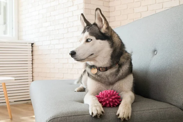 Genç güzel komik husky köpek evde gri Tekstil koltukta oturan portresi. Güler yüz yerli saf yetiştirilen köpek sivri kulaklı. Stil tuğla duvar arka plan çatı, yakın çekim, alanı Kopyala.