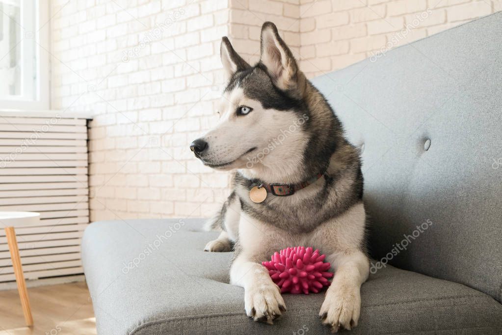 Portrait of young beautiful funny husky dog sitting on grey textile sofa at home. Smiling face of domestic pure bred dog with pointy ears. Loft style brick wall background, close up, copy space.