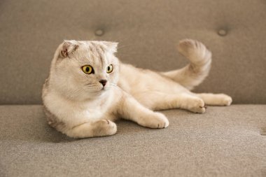 Evde gri Tekstil koltukta yalan sarı gözlü şirin İskoç Fold cins kedi. Yumuşak tüylü safkan kısa saç lop-eared kitty. Arka plan, kopya alanı, yakın çekim.