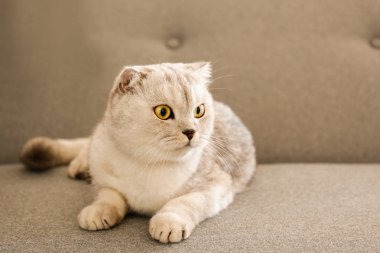 Evde gri Tekstil koltukta yalan sarı gözlü şirin İskoç Fold cins kedi. Yumuşak tüylü safkan kısa saç lop-eared kitty. Arka plan, kopya alanı, yakın çekim.