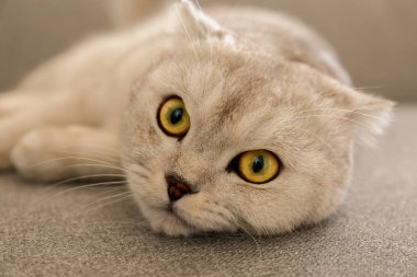 Evde gri Tekstil koltukta yalan sarı gözlü şirin İskoç Fold cins kedi. Yumuşak tüylü safkan kısa saç lop-eared kitty. Arka plan, kopya alanı, yakın çekim.