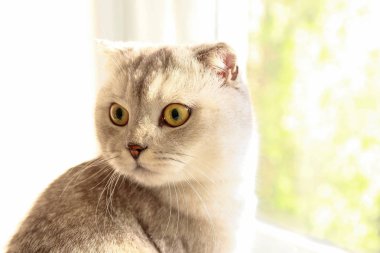 Pencerenin yanında evde, güneşli gün görünümü yalan sarı gözlü şirin İskoç Fold doğurmak kedi. Yumuşak tüylü safkan kısa saç pencere Doğum lop-eared kitty. Arka plan, kopya alanı, yakın çekim.