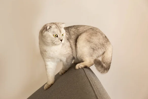 かわいいスコットランド倍品種目の猫黄色灰色繊維ソファ自宅で横になっています 柔らかいふわふわ純血ショートヘア スコティッシュフォールド子猫 コピー スペース クローズ アップ — ストック写真