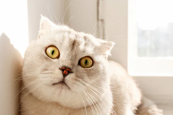 귀여운 스코틀랜드 고양이 집에서 거짓말 창턱에 부드러운 Lop Eared 공간을 — 스톡 사진