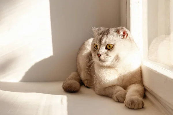 Bonito Escocês Fold Raça Gato Com Olhos Amarelos Deitado Janela — Fotografia de Stock