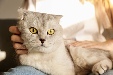 Şirin İskoç Fold cins kedi onun sahibi ile evde istirahat sarı gözlü portresi. Genç kadının kucağına oturan yumuşak tüylü safkan lop-eared kısa saç kitty. Arka plan, kopya alanı, yakın çekim