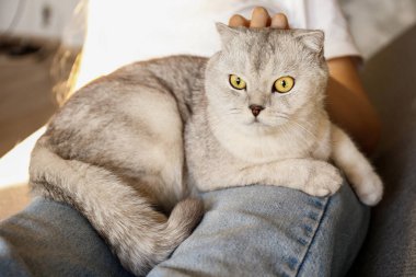 Şirin İskoç Fold cins kedi onun sahibi ile evde istirahat sarı gözlü portresi. Genç kadının kucağına oturan yumuşak tüylü safkan lop-eared kısa saç kitty. Arka plan, kopya alanı, yakın çekim