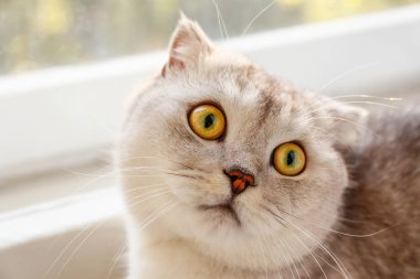 Pencerenin yanında evde, güneşli gün görünümü yalan sarı gözlü şirin İskoç Fold doğurmak kedi. Yumuşak tüylü safkan kısa saç pencere Doğum lop-eared kitty. Arka plan, kopya alanı, yakın çekim.