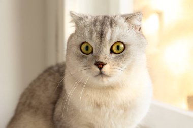 Pencerenin yanında evde, güneşli gün görünümü yalan sarı gözlü şirin İskoç Fold doğurmak kedi. Yumuşak tüylü safkan kısa saç pencere Doğum lop-eared kitty. Arka plan, kopya alanı, yakın çekim.