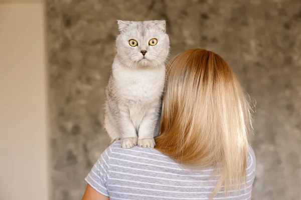 Πορτραίτο Του Χαριτωμένο Σκωτίας Διπλώστε Γάτα Φυλή Κίτρινα Μάτια Αναπαύεται — Φωτογραφία Αρχείου